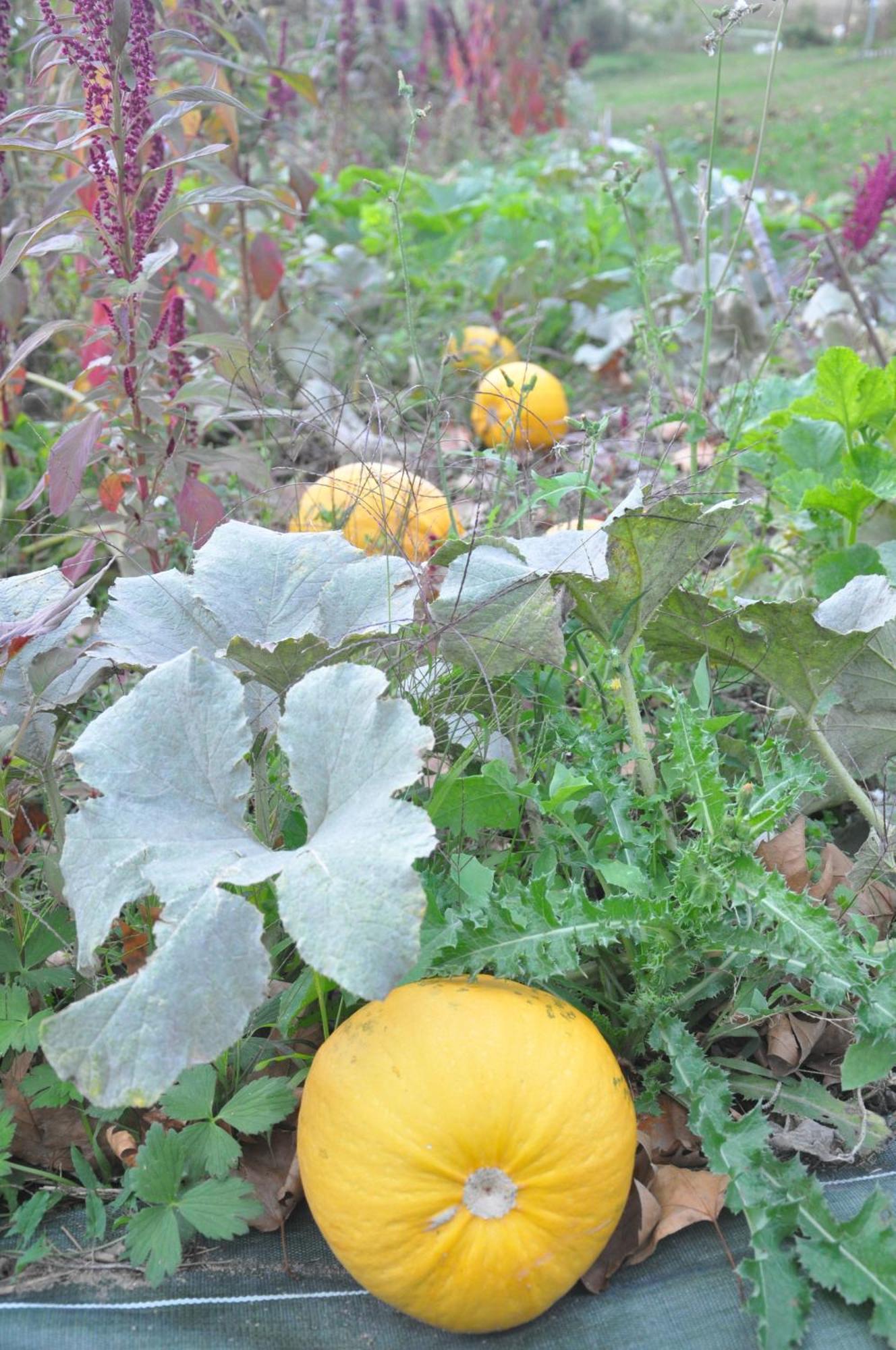 Chabeuil La Source, Vegetarian Guest House מראה חיצוני תמונה